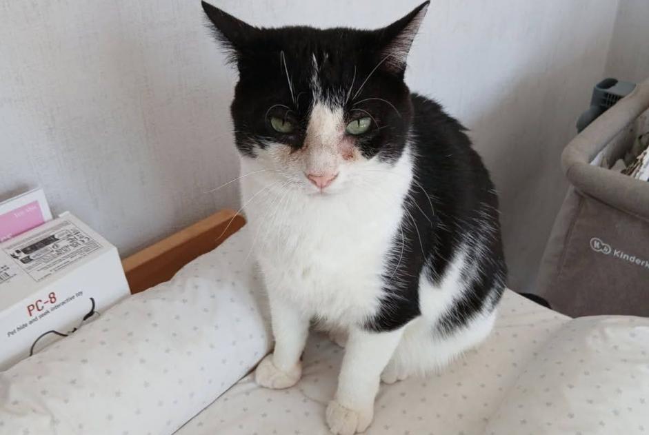 Disappearance alert Cat Male , 6 years Fougères France