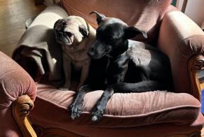 Disappearance alert Dog miscegenation Female, 5 years Le Mans France