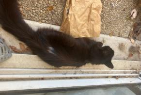 Disappearance alert Cat Male, 15 years Nantes France