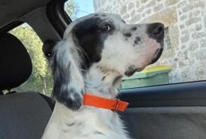 Discovery alert Dog Female Compreignac France