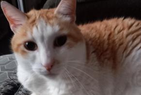 Disappearance alert Cat Male, 9 years Pia France