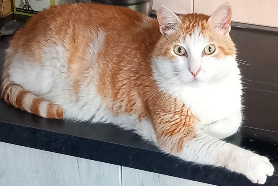 Disappearance alert Cat Male , 9 years Pia France