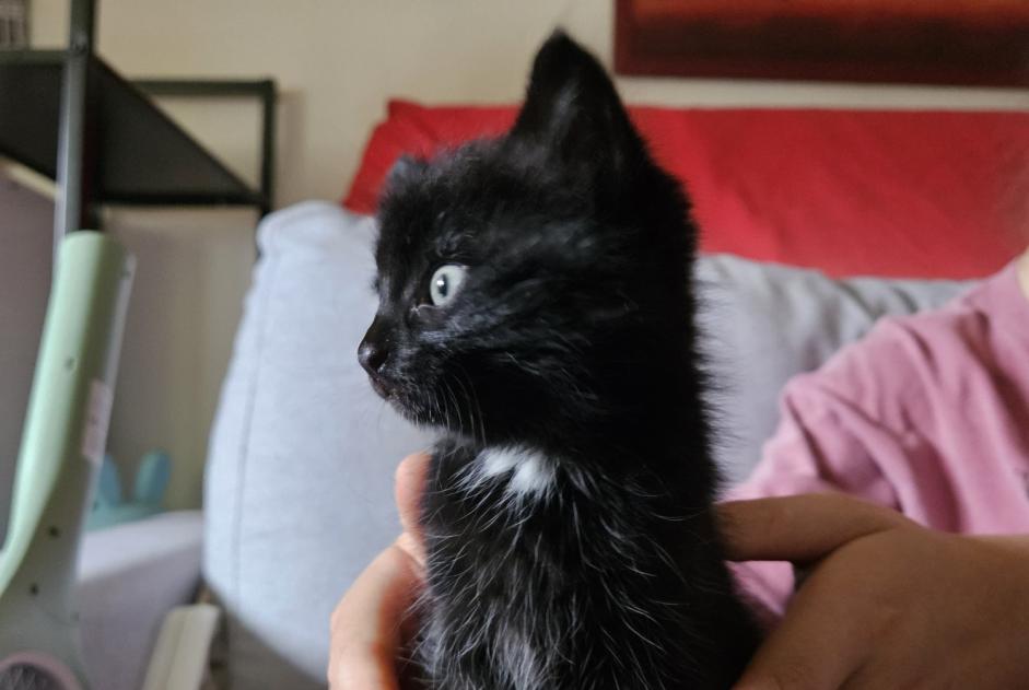 Discovery alert Cat Unknown Taillis France