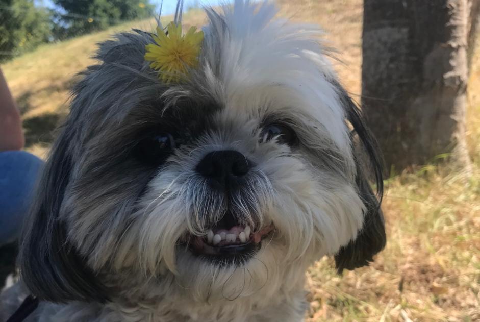 Disappearance alert Dog  Female , 16 years Montagnac-sur-Auvignon France