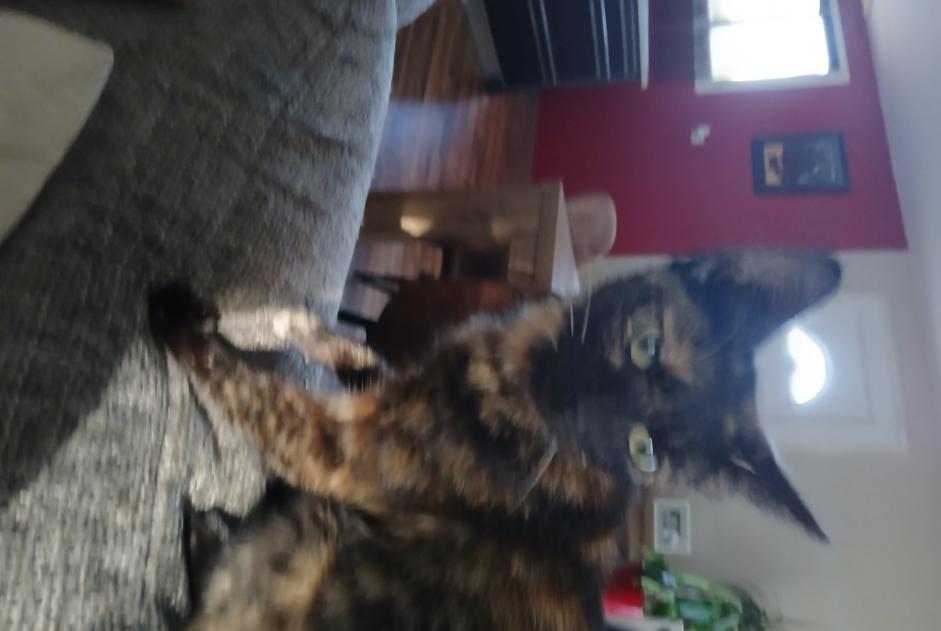 Discovery alert Cat Female Lucbardez-et-Bargues France