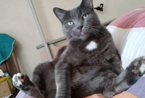 Disappearance alert Cat miscegenation Male, 6 years Figeac France