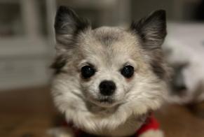 Disappearance alert Dog Female, 13 years Montreuil-le-Gast France