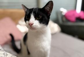 Discovery alert Cat miscegenation Female, 2 years Mouy France