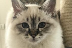 Disappearance alert Cat Female, 7 years Génicourt France