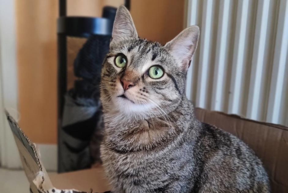 Disappearance alert Cat Female , 1 years Lyon France