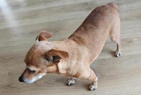 Discovery alert Dog miscegenation Female Annemasse France