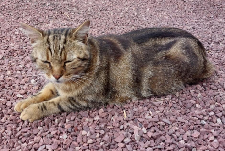 Discovery alert Cat Female Champéon France