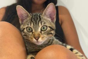 Disappearance alert Cat Male, 0 years Bourg-en-Bresse France