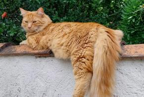 Disappearance alert Cat miscegenation Male, 3 years Cognac France