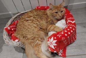 Disappearance alert Cat miscegenation Male, 3 years Cognac France