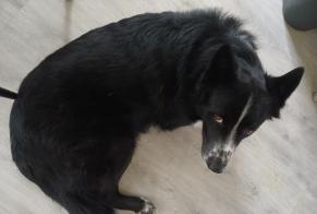 Disappearance alert Dog miscegenation Male, 3 years Buchères France