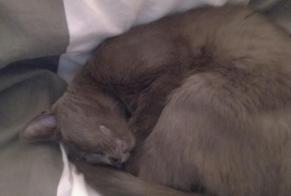 Discovery alert Cat Unknown, 1 year Chamalières France