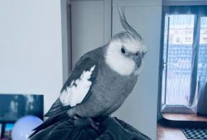 Discovery alert Bird Unknown Paris France