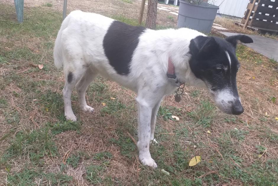 Disappearance alert Dog  Male , 14 years Aytré France