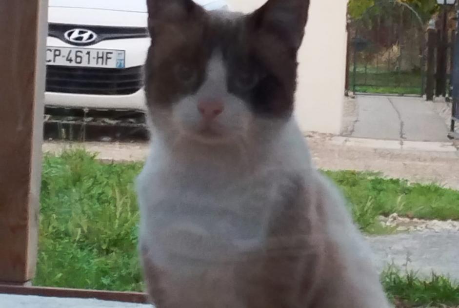 Discovery alert Cat Unknown Sornay France