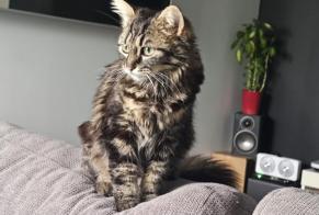 Disappearance alert Cat Female, 1 years La Buisse France