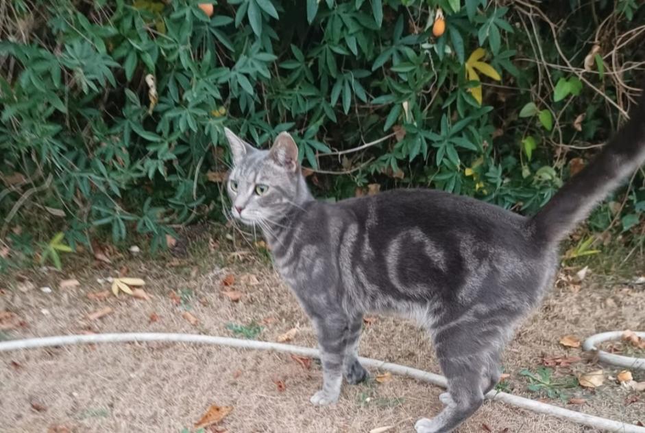Disappearance alert Cat miscegenation Male , 2 years Pessac France
