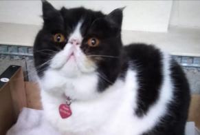 Disappearance alert Cat Male, 7 years Balaruc-les-Bains France