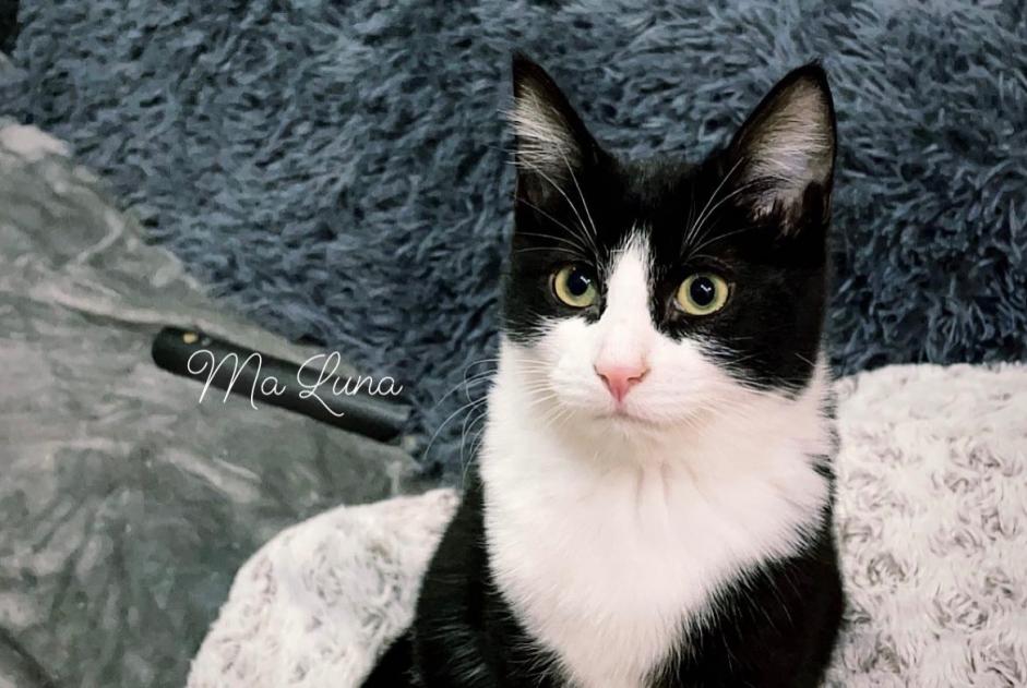 Disappearance alert Cat Female , 3 years Bécordel-Bécourt France