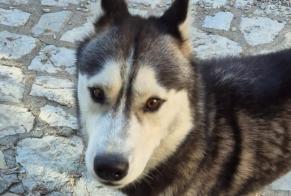 Discovery alert Dog Male Strenquels France