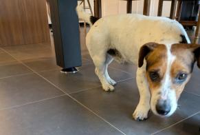 Discovery alert Dog Male Saint-Hélen France
