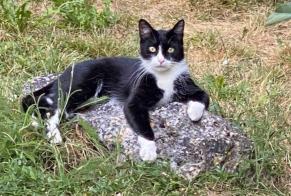 Disappearance alert Cat Male, 1 years Bondy France