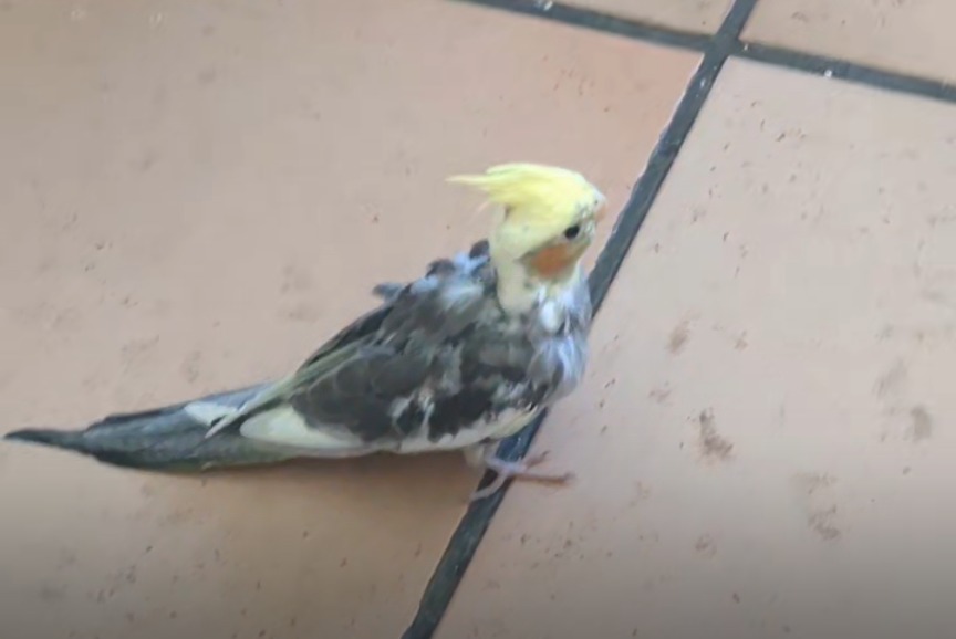 Disappearance alert Bird Male , 2026 years Mende France