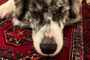Disappearance alert Dog Female, 11 years Arcangues France