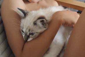 Disappearance alert Cat miscegenation Female, 0 years Haute-Goulaine France