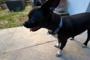 Discovery alert Dog Male Restinclières France