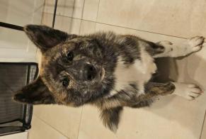 Disappearance alert Dog Male, 0 years La Baume-Cornillane France