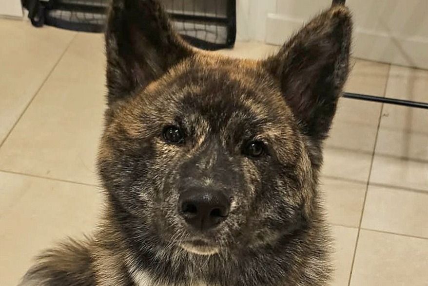 Disappearance alert Dog  Male , 0 years La Baume-Cornillane France