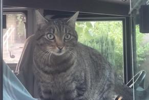 Disappearance alert Cat Female, 4 years Toulouse France