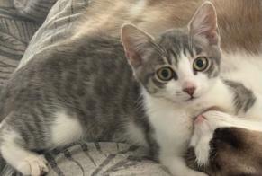 Disappearance alert Cat miscegenation Female, 0 years Podensac France