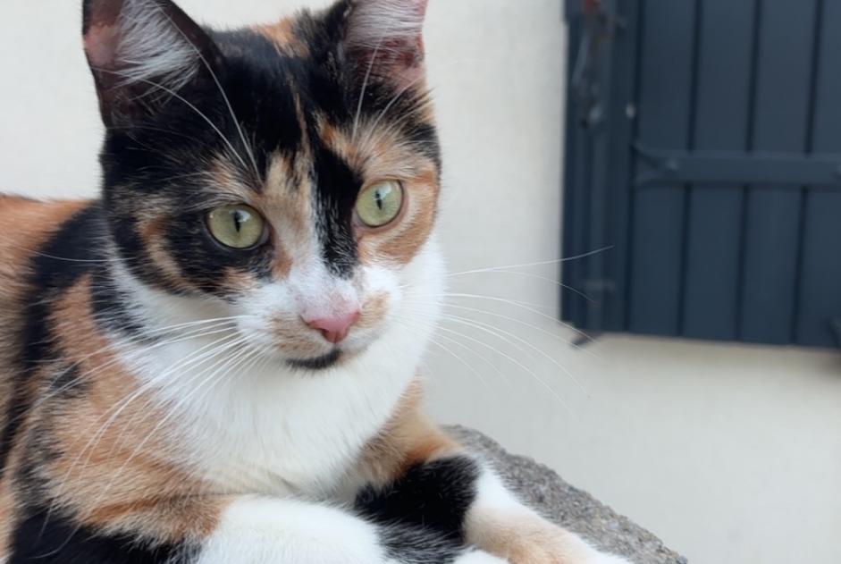 Disappearance alert Cat miscegenation Female , 1 years Dompierre-sur-Mer France