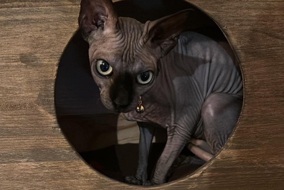 Disappearance alert Cat  Female , 33 years Montreuil-Juigné France