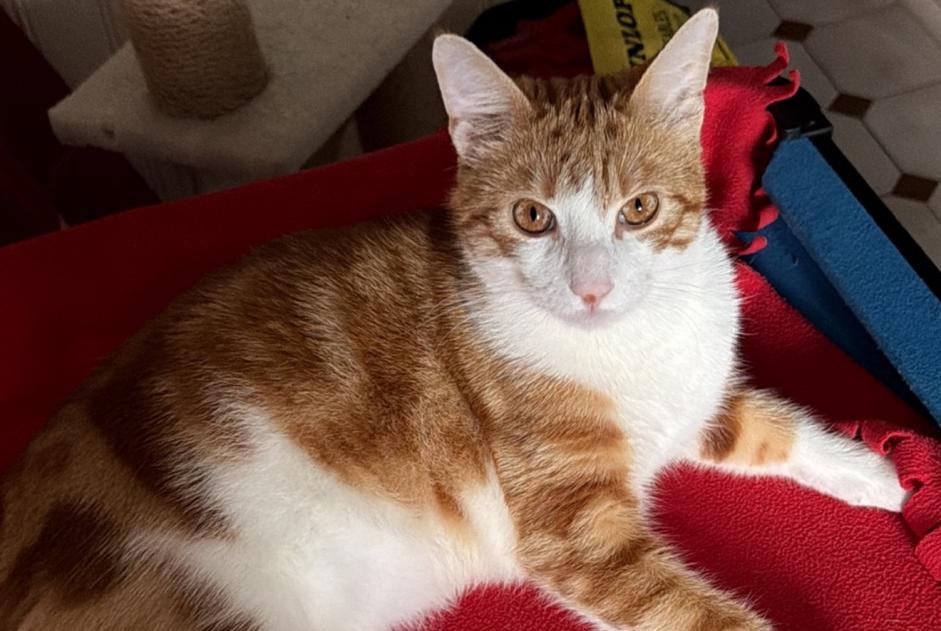 Disappearance alert Cat miscegenation Male , 1 years Drancy France
