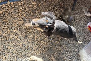 Discovery alert Dog Female Launac France