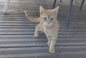 Discovery alert Cat miscegenation Unknown Cholet France
