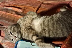 Disappearance alert Cat miscegenation Male, 2 years Razès France