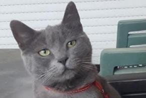 Disappearance alert Cat miscegenation Female, 9 years Mont-sur-Meurthe France