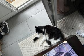 Disappearance alert Cat miscegenation Male, 4 years Saint-Étienne-du-Bois France