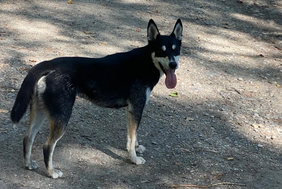 Discovery alert Dog Male Saint-Jean-de-Muzols France