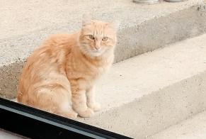 Discovery alert Cat Unknown, 1 year Saint-Joachim France