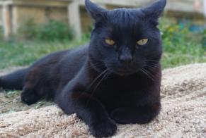 Disappearance alert Cat Male, 10 years Montbard France